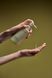 Шампунь для глибокого очищення шкіри голови WhoCares Shampoo 2.0 Fundamental Repair, 300 мл NC004246 фото 4